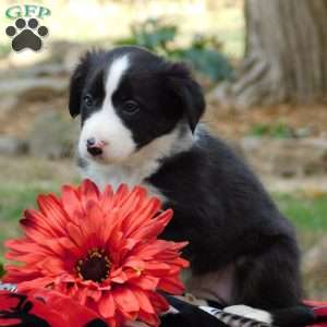 Casey, Border Collie Puppy